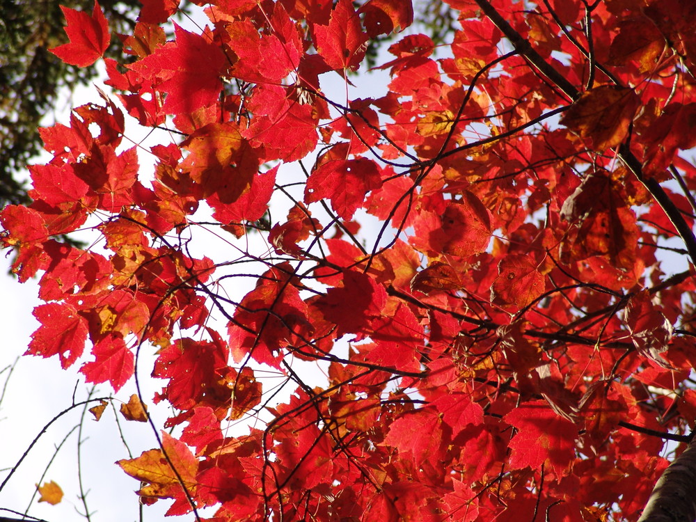 Indian Summer oder Maple Leafs