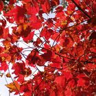 Indian Summer oder Maple Leafs