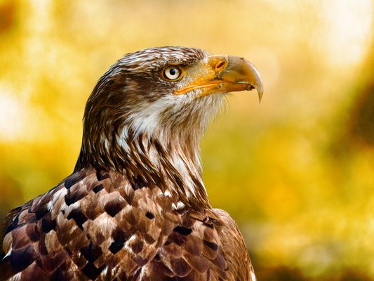 Indian Summer P7050774