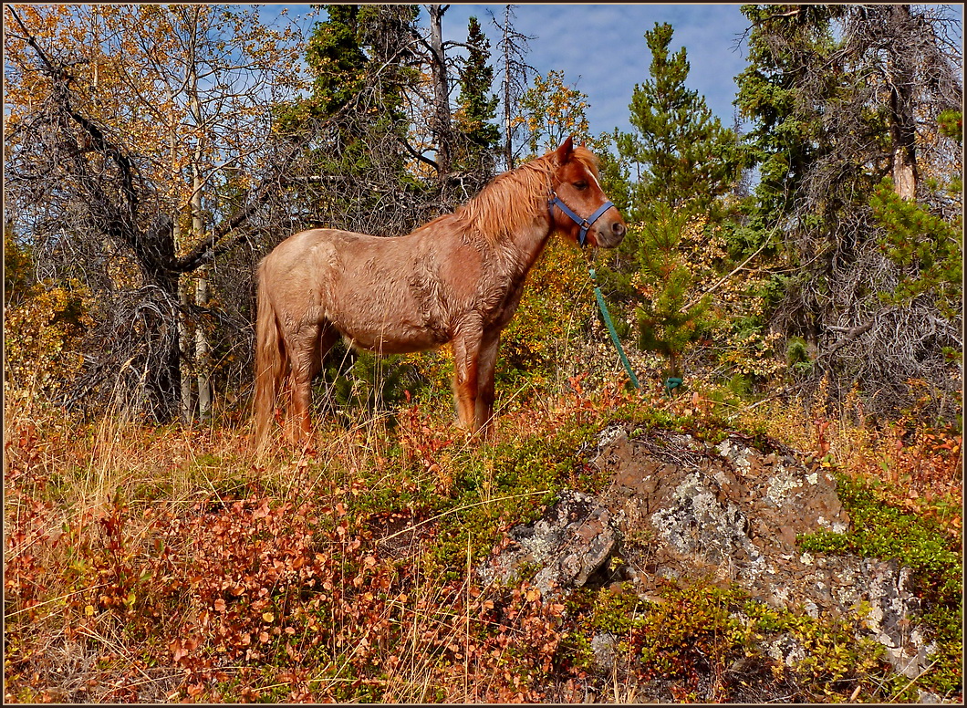 Indian Summer Pony