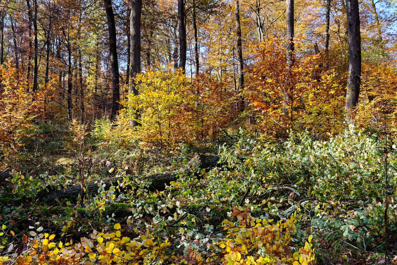 Indian Summer Saarland