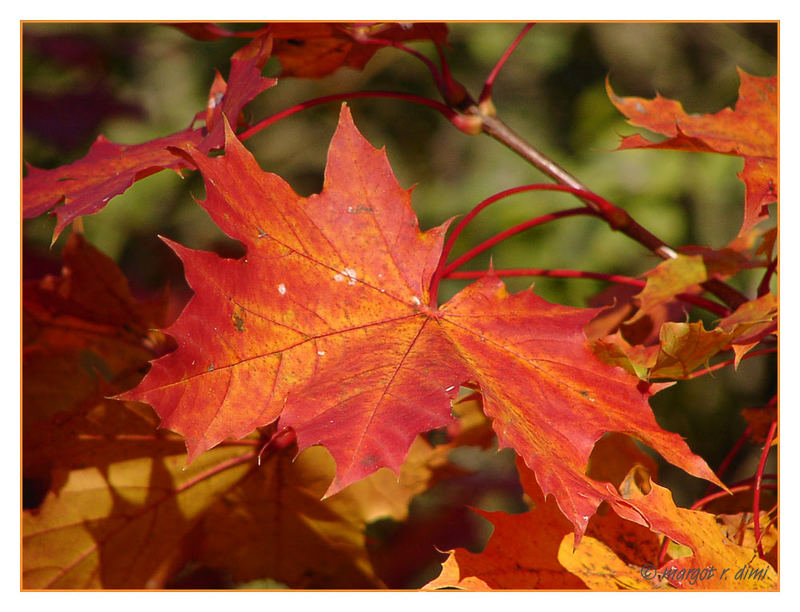 indian summer vor der haustuer