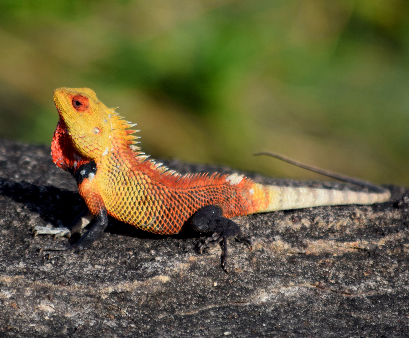 Indian Tree Lizard