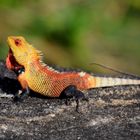 Indian Tree Lizard