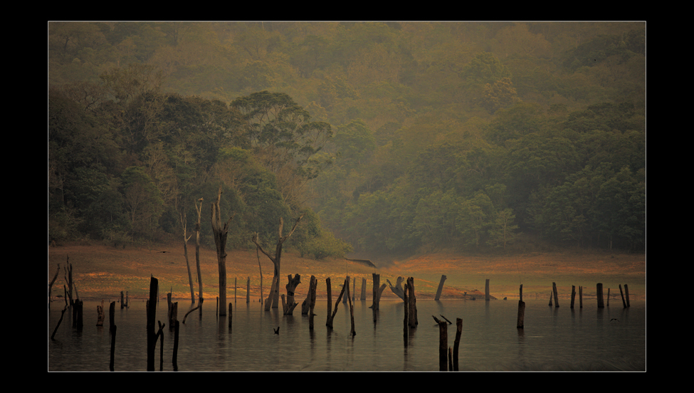 indian trees