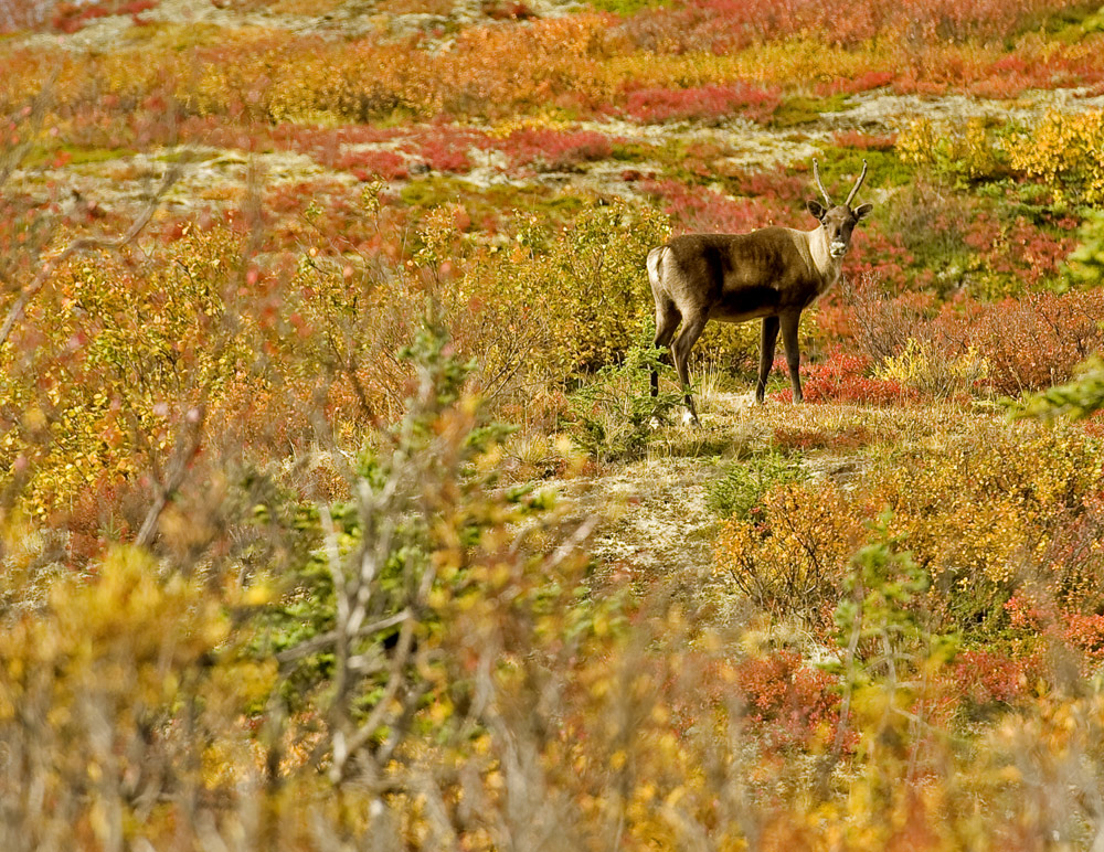 Indian Tundra