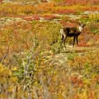 Indian Tundra