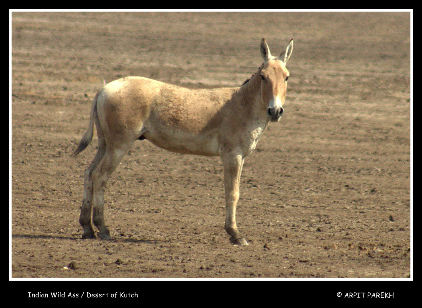 Indian Wild Ass . . .