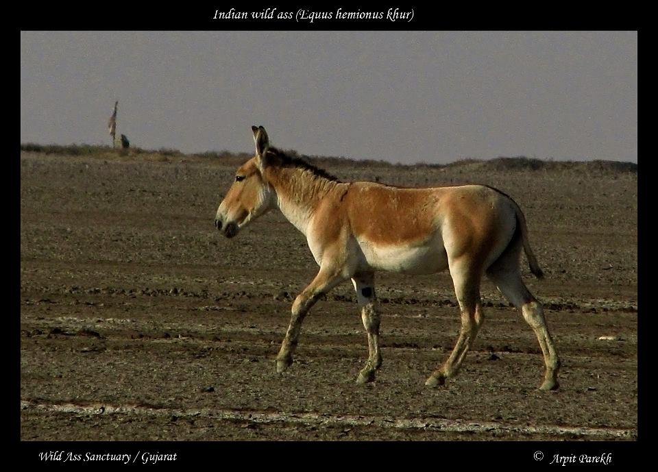 Indian wild ass (Equus hemionus khur)