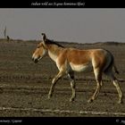 Indian wild ass (Equus hemionus khur)
