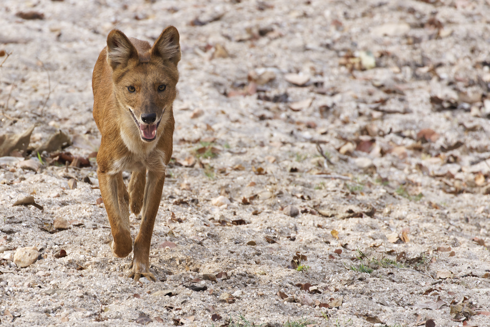 Indian Wild Dog (Dhole)