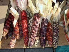 INDIANCORN