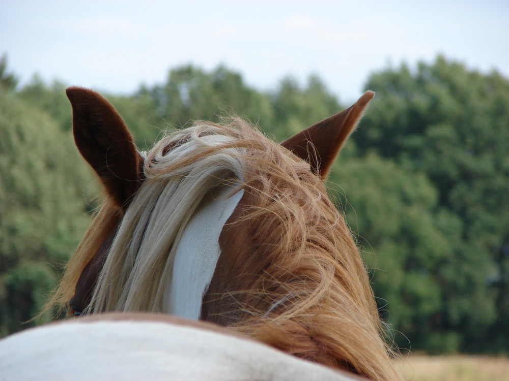 "Indianer Pony"