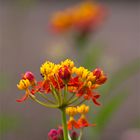 Indianer - Seidenpflanze (Asclepias curassavica).