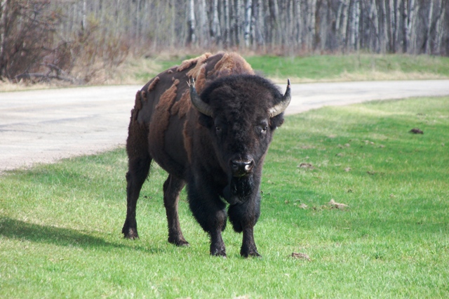 Indianerbüffel (Bison)