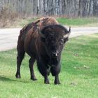 Indianerbüffel (Bison)