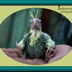 Indianerhäuptling -Sitting bird-