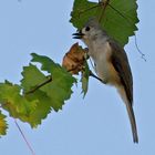 Indianermeise - Tufted Titmouse (Baeolophus bicolor)