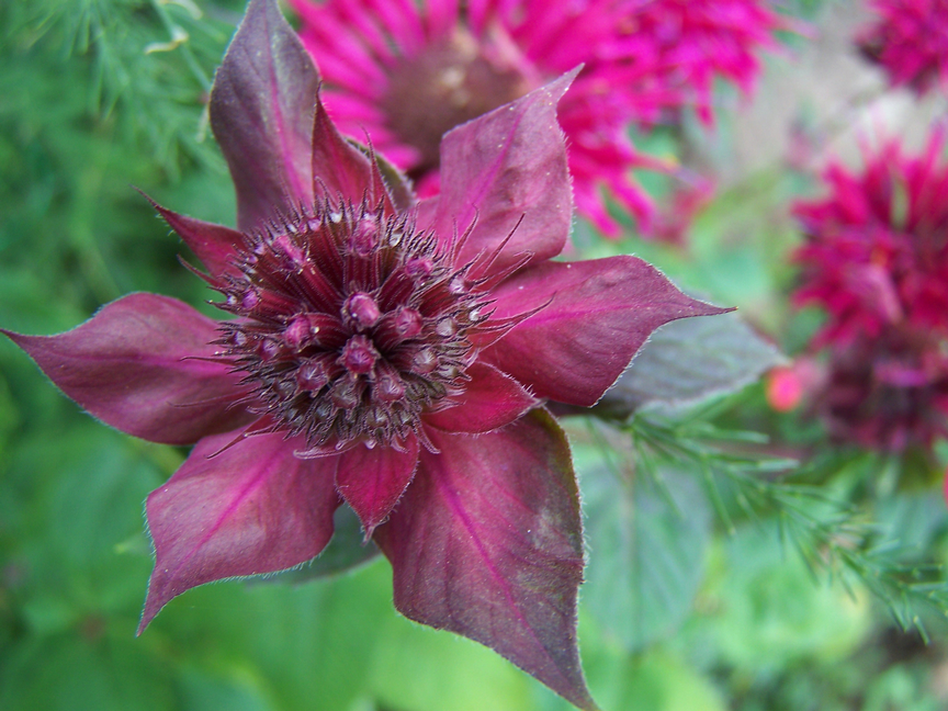 Indianernessel-Knospen (Monarda)