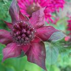 Indianernessel-Knospen (Monarda)