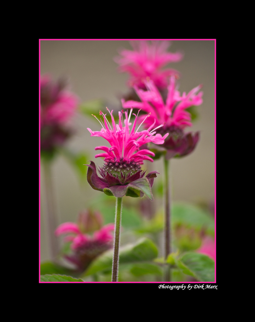 Indianernessel ( Monarda didyma) , Goldmelisse