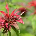 Indianernessel (Monarde)