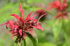 Indianernessel (Monarde)