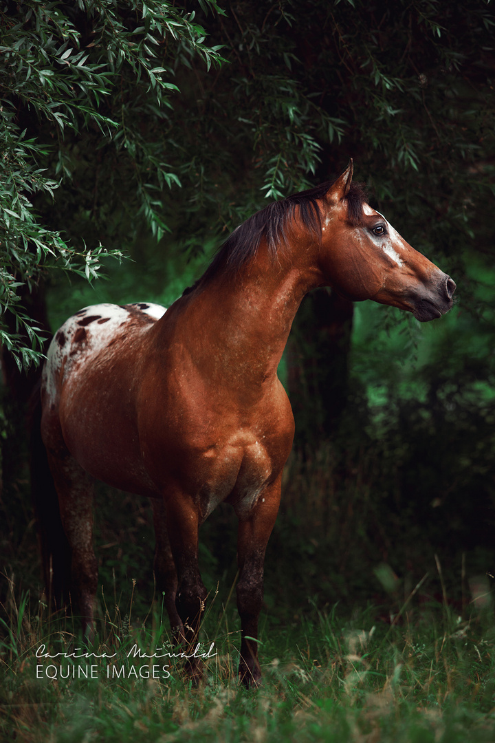 Indianerpferd