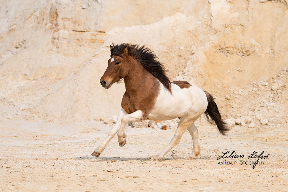 "Indianerpony"