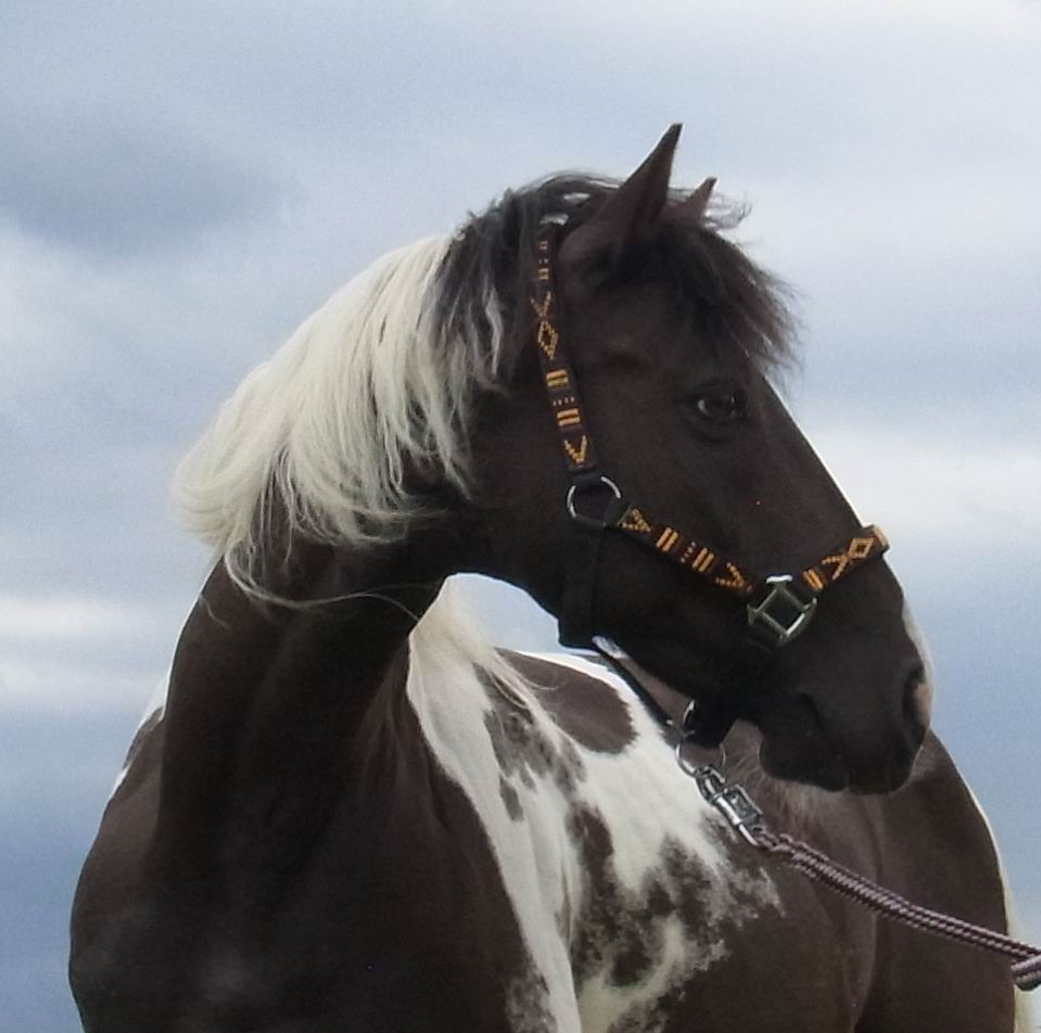 Indianerpony