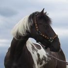 Indianerpony