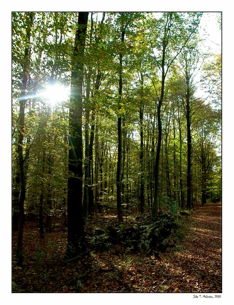 IndianSummer 2 - Birten forest, lower rhine area