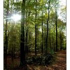 IndianSummer 2 - Birten forest, lower rhine area