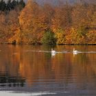 Indiansummer an der Limmat in Neuenhof