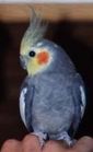 User Profile Photo