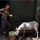 Indien 2011 - Old Delhi #3