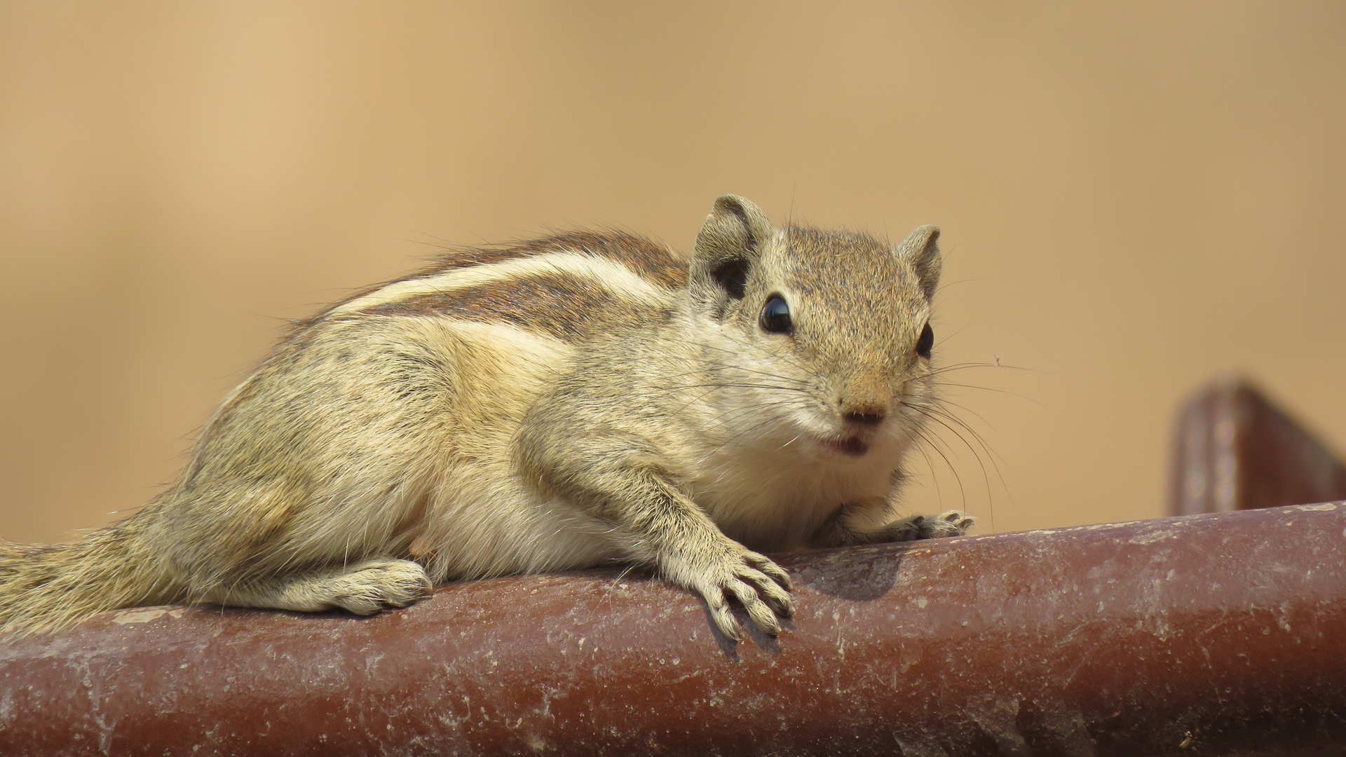 Indien (2019), Streifenhörnchen