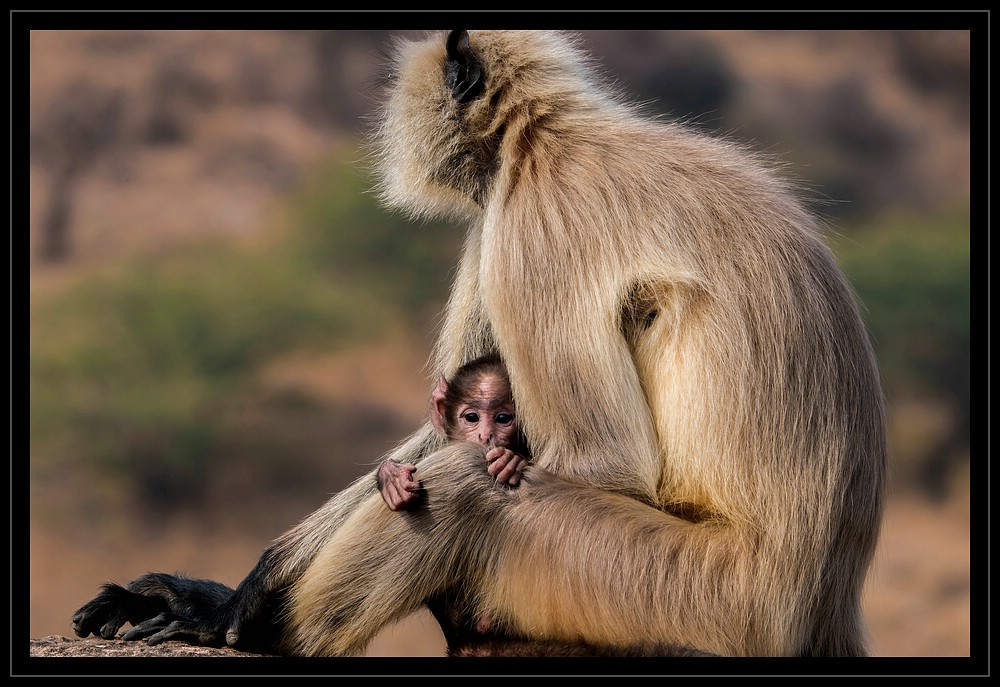 Indien - Affenmutter mit Baby