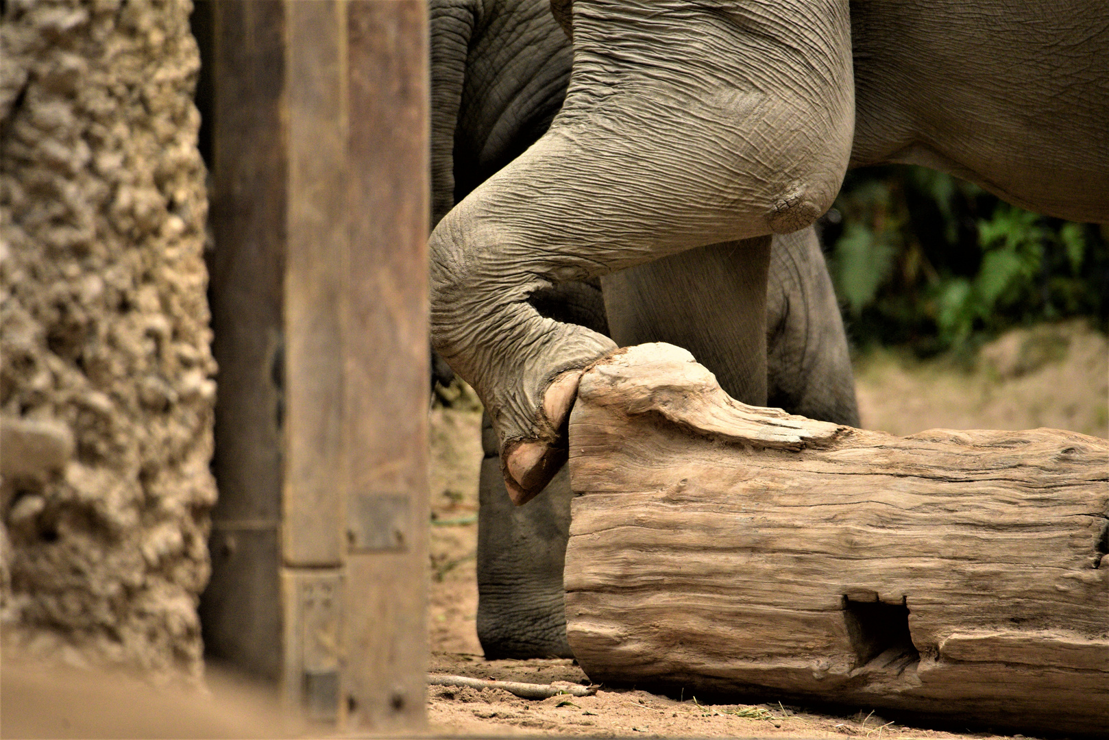 Indien Elefant Indien Elefant