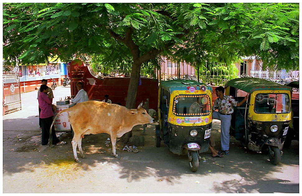 Indien / Jaipur