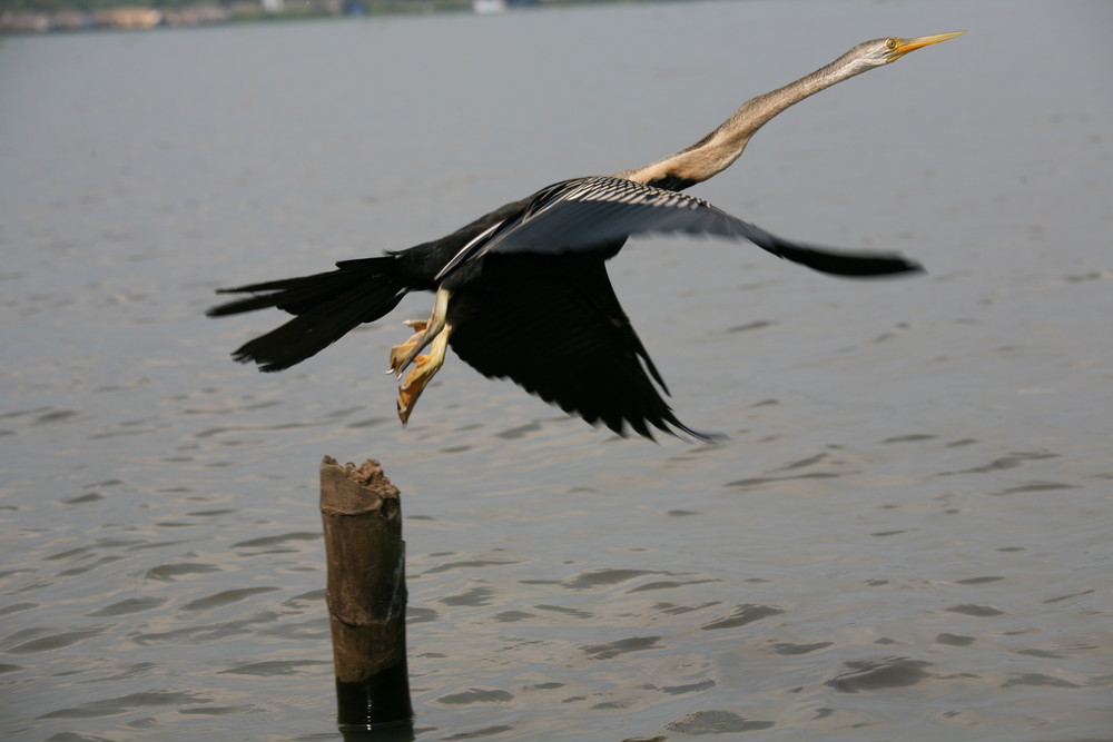 Indien - Kerala - Allepey: Was für ein Vogel ist das?