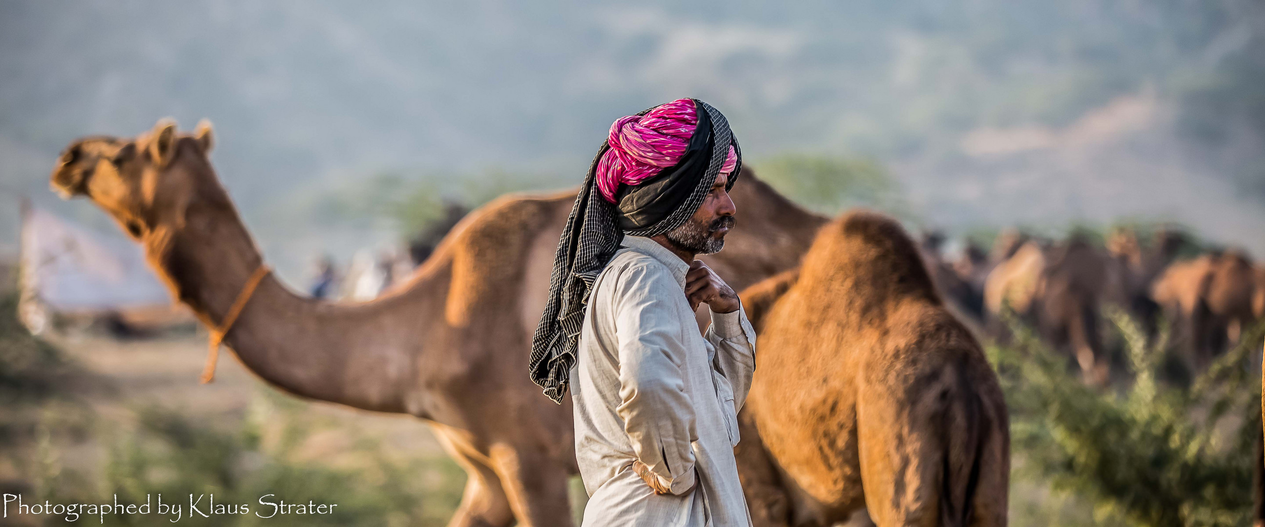 Indien Pushkar Kamelmarkt