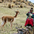 Indienne et son guanaco