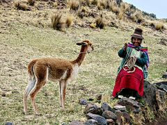 Indienne et son guanaco