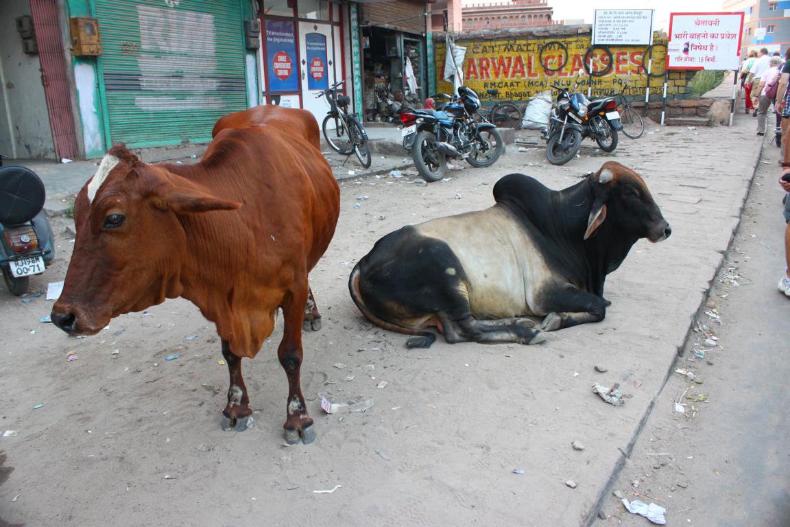 Indiens heilige Tiere