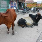 Indiens heilige Tiere