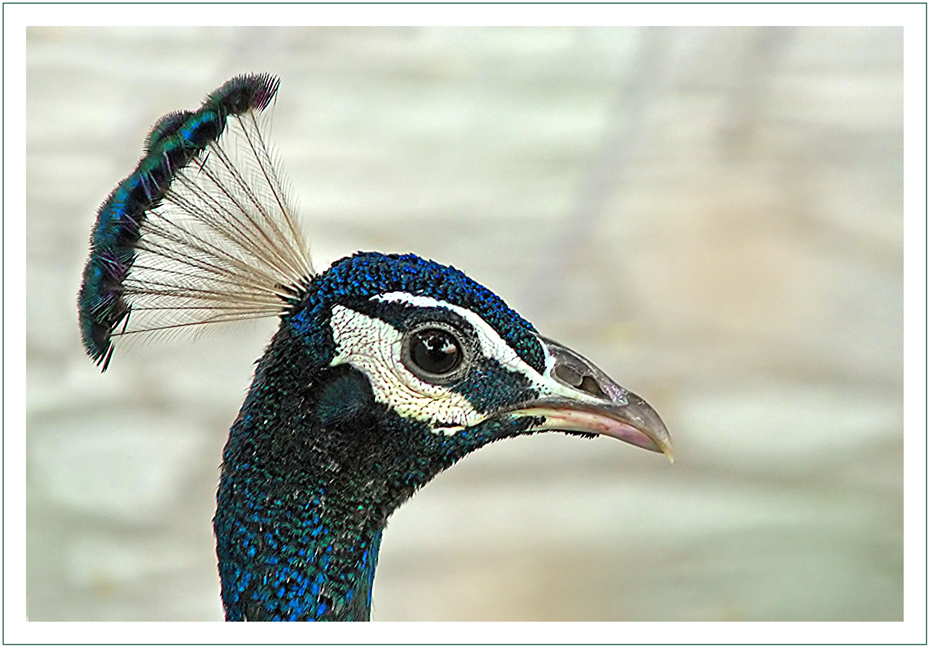 Indiens Nationalvogel