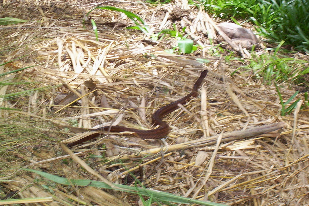 indigenous snake