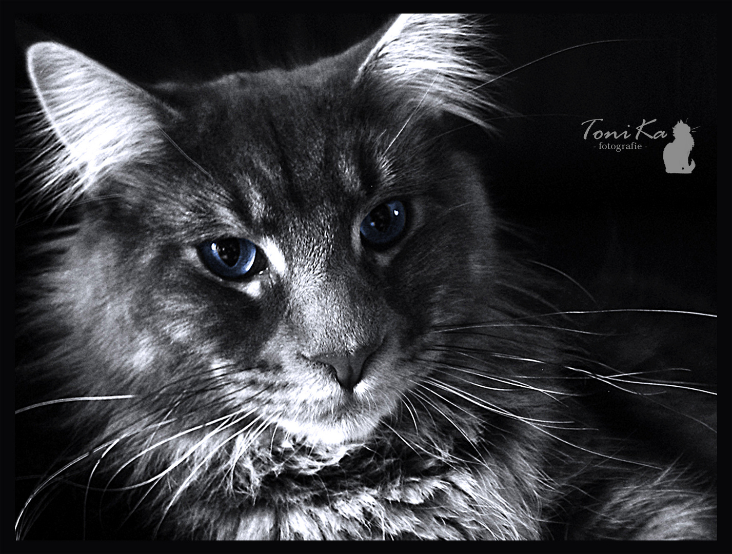 .Indigo Blue of Moonlight Cats.