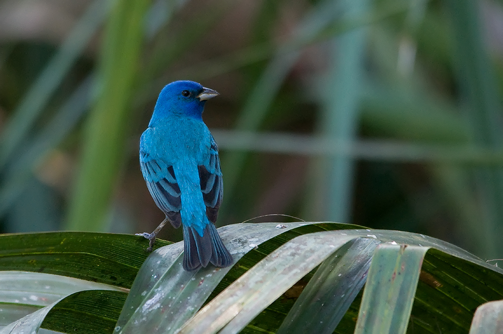 Indigofink - Indigo Bunting (Passerina cyanea)